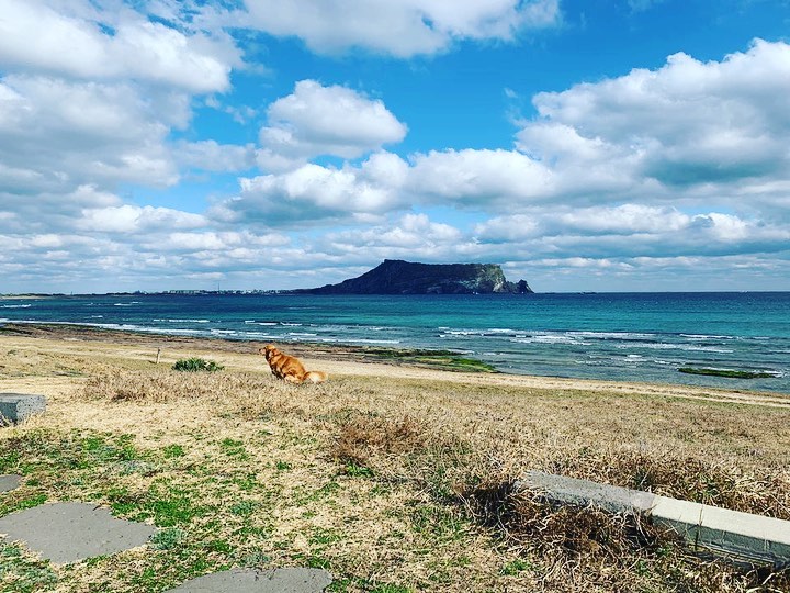 jeju seongsan pub dog view